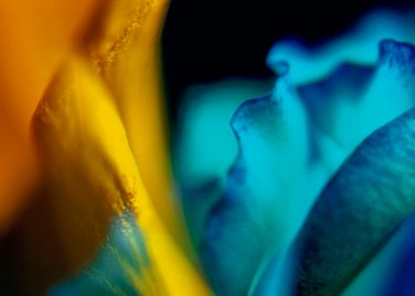 Close-up abstract image of flower petals in yellow and cyan.Photo by Eva Kalpadaki.