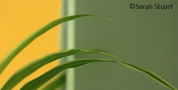 Abstract image of three thin long leaves in front of a blurred yellow and green wall. Photo by Sarah Stuart.
